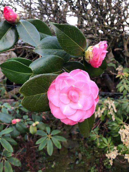 Maisonnette De Charme Les Jardins De Lou Boussac  Екстериор снимка